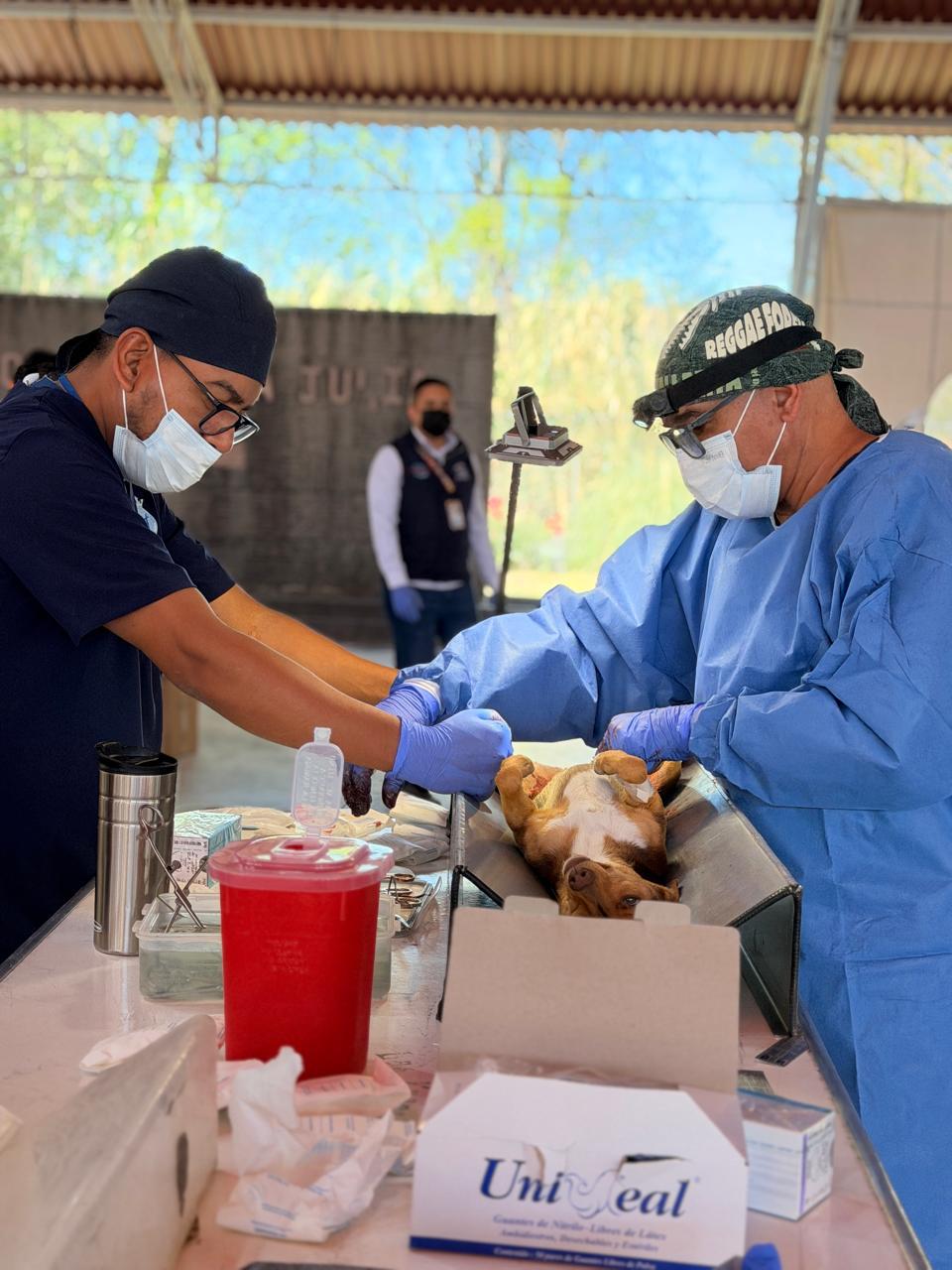 Esterilización masiva canina y felina en Jerécuaro
