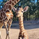 Nuevo nacimiento de jirafa reticulada en ZooLeón