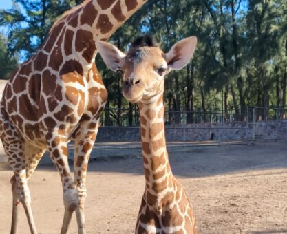 Nuevo nacimiento de jirafa reticulada en ZooLeón