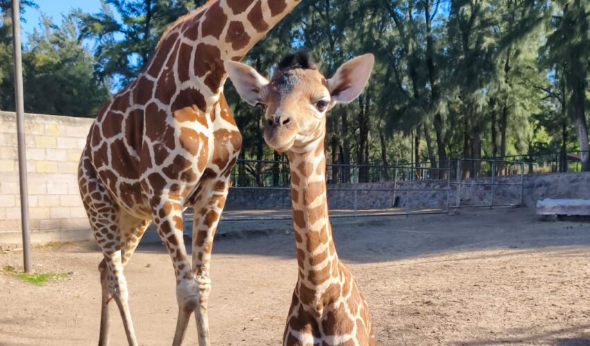Nuevo nacimiento de jirafa reticulada en ZooLeón
